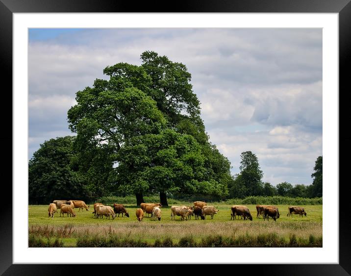 Serene Cattle Grazing in Luscious Landscape Framed Mounted Print by Simon Marlow
