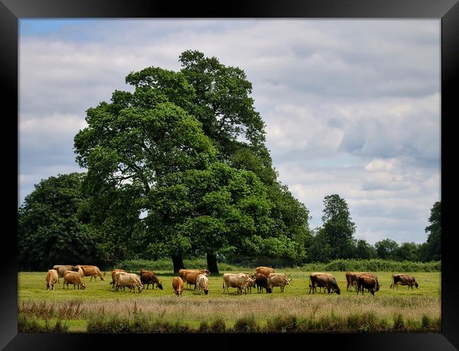 Serene Cattle Grazing in Luscious Landscape Framed Print by Simon Marlow