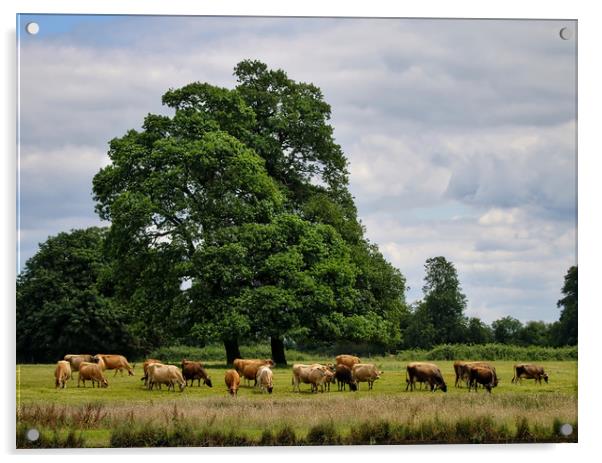 Serene Cattle Grazing in Luscious Landscape Acrylic by Simon Marlow