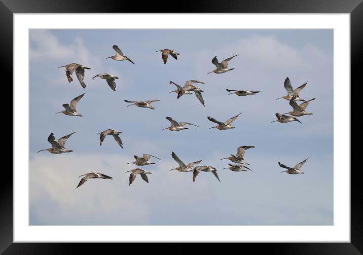 Majestic Curlew Flock Takes Flight Framed Mounted Print by Simon Marlow