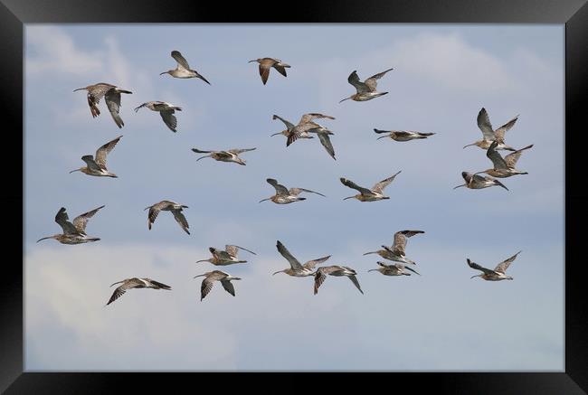 Majestic Curlew Flock Takes Flight Framed Print by Simon Marlow