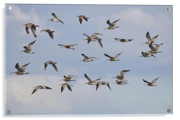 Majestic Curlew Flock Takes Flight Acrylic by Simon Marlow