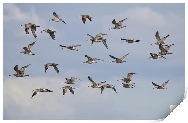 Majestic Curlew Flock Takes Flight Print by Simon Marlow