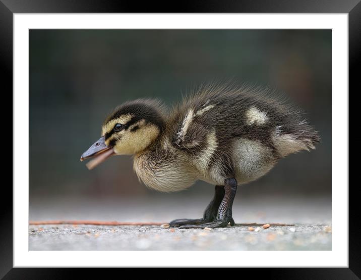 Adorable Baby Mallard Duckling Framed Mounted Print by Simon Marlow