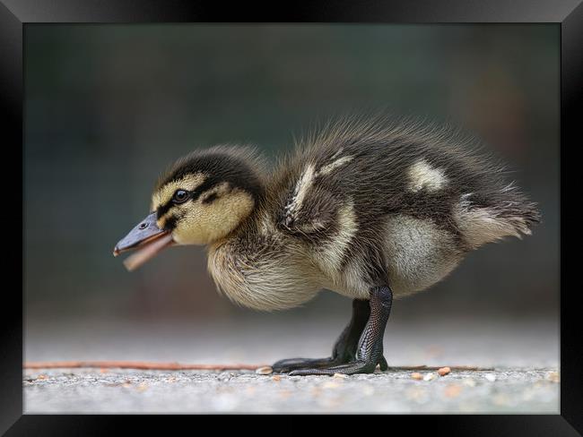 Adorable Baby Mallard Duckling Framed Print by Simon Marlow