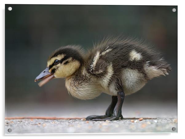 Adorable Baby Mallard Duckling Acrylic by Simon Marlow