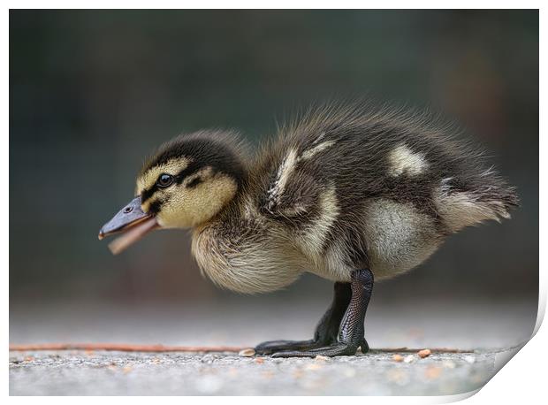 Adorable Baby Mallard Duckling Print by Simon Marlow