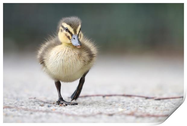 Adorable Mallard Ducklings First Steps Print by Simon Marlow