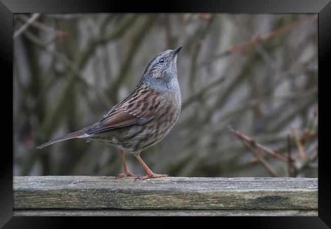 Dunnock The Humble Songbirds Majestic Look Framed Print by Simon Marlow