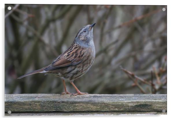 Dunnock The Humble Songbirds Majestic Look Acrylic by Simon Marlow