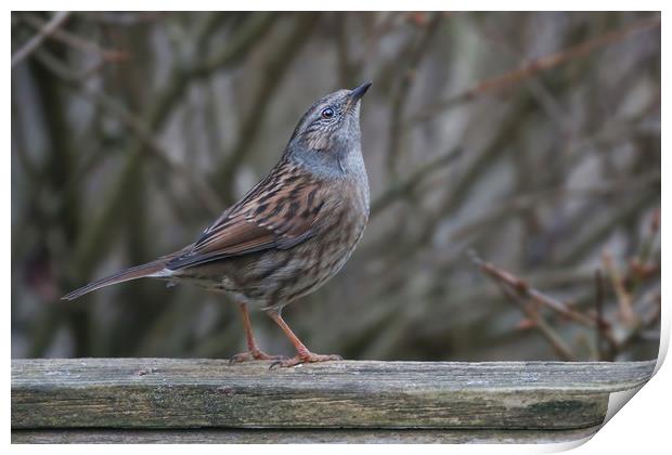 Dunnock The Humble Songbirds Majestic Look Print by Simon Marlow
