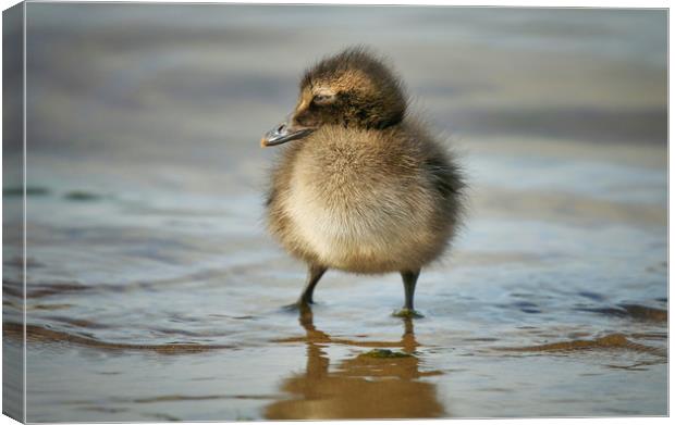 Adorable Eider Duckling on the Shoreline Canvas Print by Simon Marlow