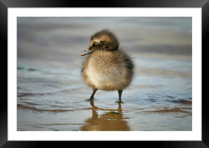 Adorable Eider Duckling on the Shoreline Framed Mounted Print by Simon Marlow