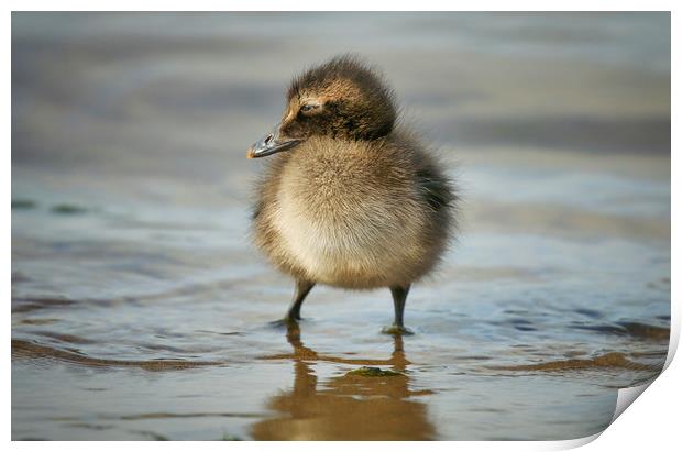 Adorable Eider Duckling on the Shoreline Print by Simon Marlow