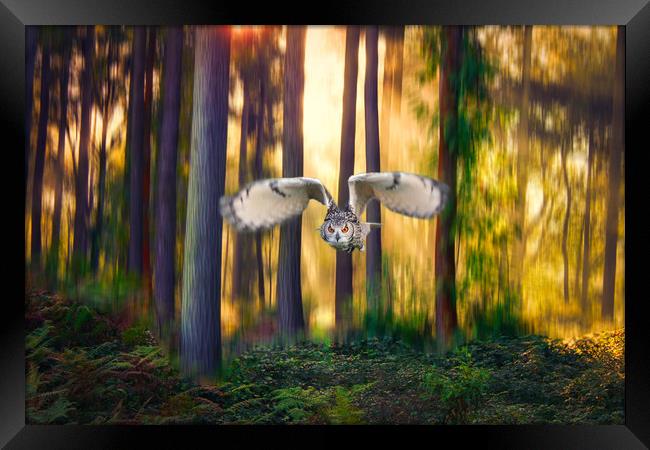 Majestic flight of the European Eagle Owl Framed Print by Simon Marlow