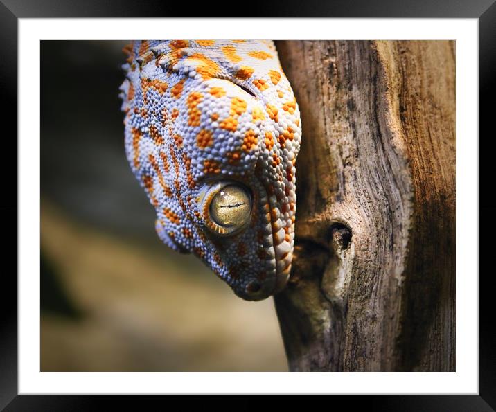 A Gecko with White and Yellow colouring Framed Mounted Print by Simon Marlow