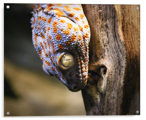 A Gecko with White and Yellow colouring Acrylic by Simon Marlow
