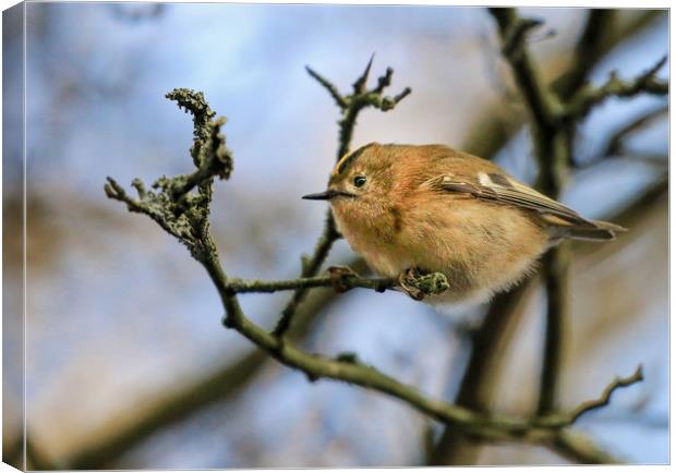 A little Goldcrest on a branch in a tree Canvas Print by Simon Marlow
