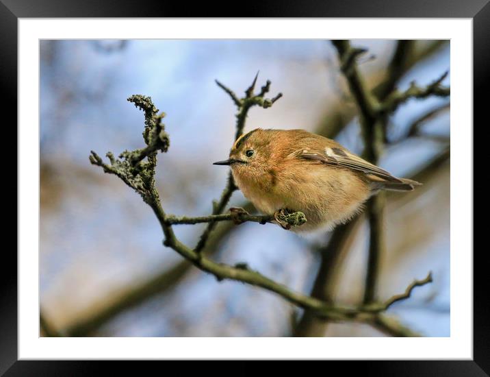 A little Goldcrest on a branch in a tree Framed Mounted Print by Simon Marlow