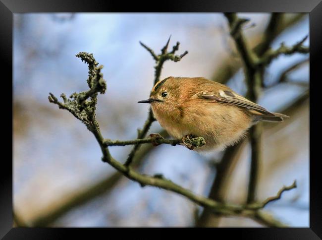 A little Goldcrest on a branch in a tree Framed Print by Simon Marlow