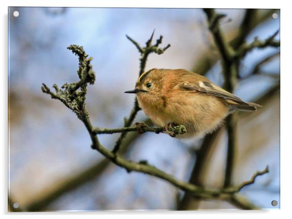 A little Goldcrest on a branch in a tree Acrylic by Simon Marlow