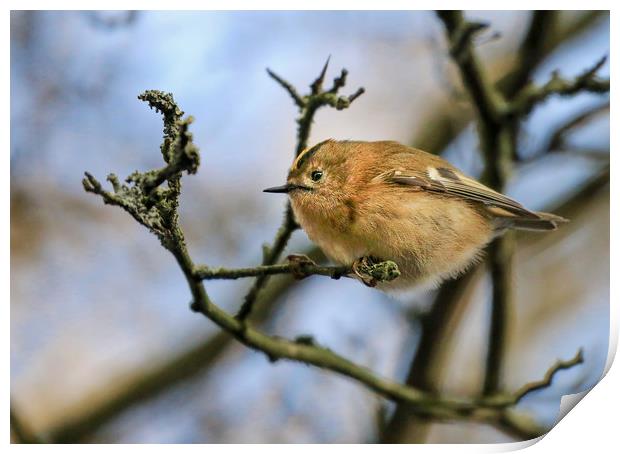 A little Goldcrest on a branch in a tree Print by Simon Marlow