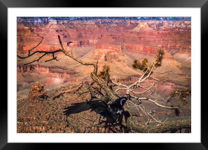 Raven at Canyons edge.  Framed Mounted Print by Steve Taylor