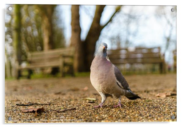 Common Wood Pigeon Acrylic by Chris Rabe