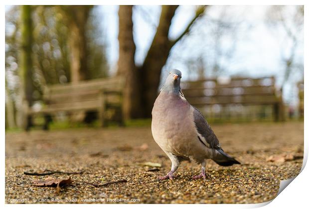 Common Wood Pigeon Print by Chris Rabe