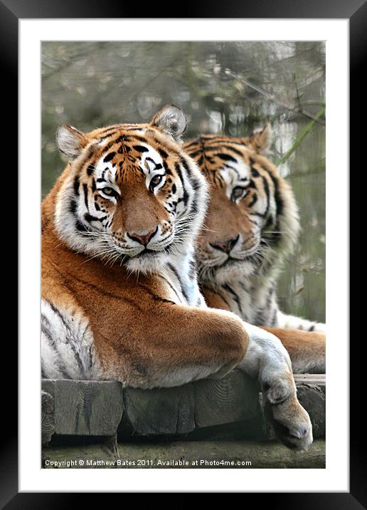 Tiger Double Framed Mounted Print by Matthew Bates