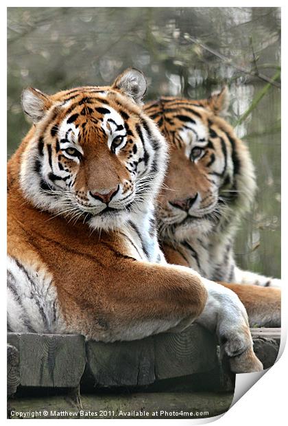 Tiger Double Print by Matthew Bates