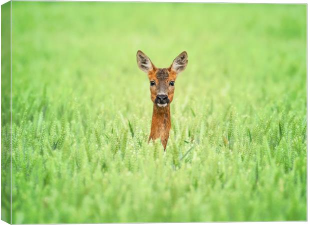 Roe Deer, Lincoln Canvas Print by Andrew Scott