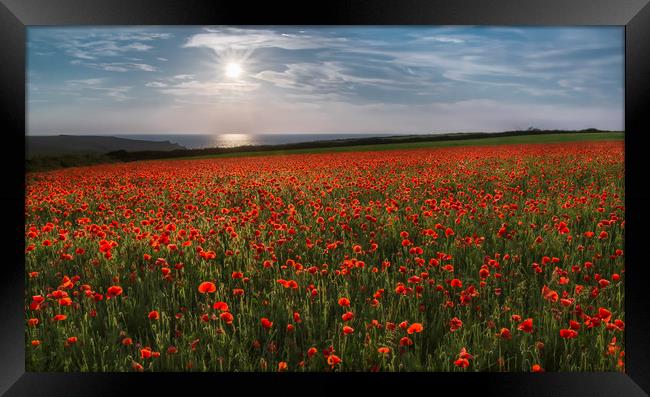 Sun over Poppies, West Pentire, Cornwall Framed Print by Mick Blakey