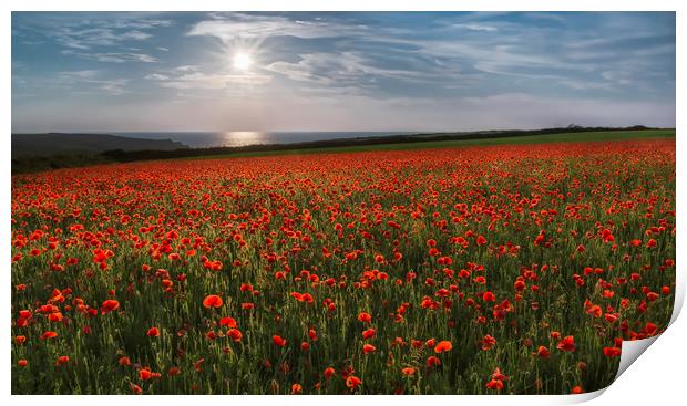 Sun over Poppies, West Pentire, Cornwall Print by Mick Blakey