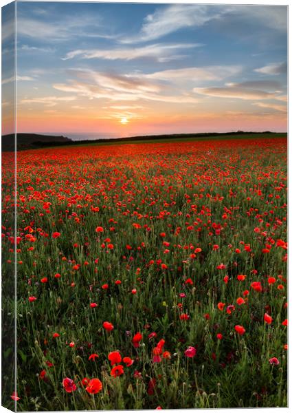 Sunset over Poppies, West Pentire, Cornwall Canvas Print by Mick Blakey