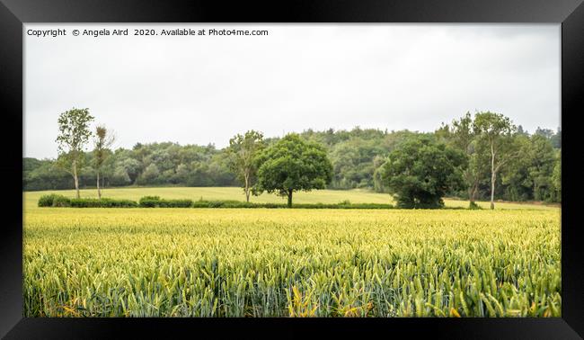 Wheat Field. Framed Print by Angela Aird