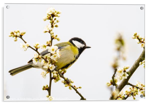 Great Tit in spring Acrylic by Chris Rabe