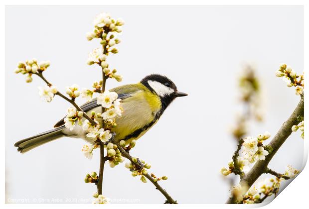Great Tit in spring Print by Chris Rabe