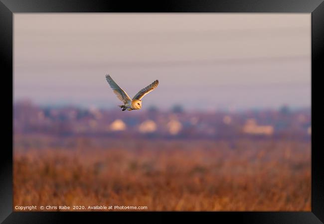 Barn owl in flight taken Framed Print by Chris Rabe
