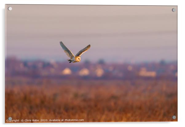 Barn owl in flight taken Acrylic by Chris Rabe