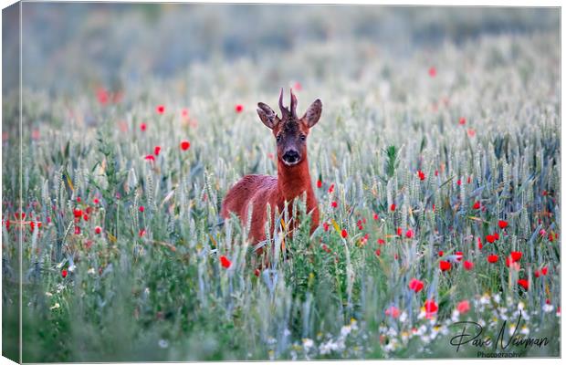 Roe Deer in the Poppy Field Canvas Print by Dave Newman