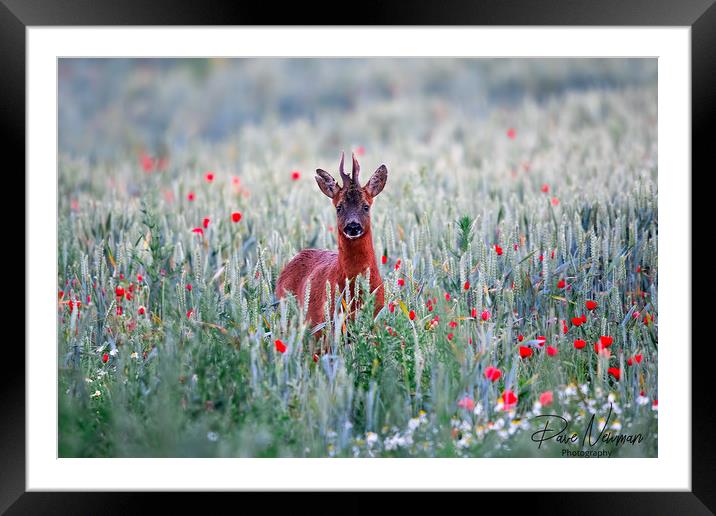 Roe Deer in the Poppy Field Framed Mounted Print by Dave Newman