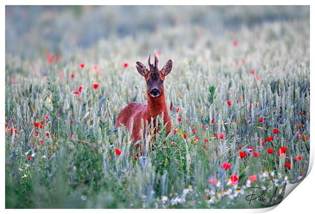 Roe Deer in the Poppy Field Print by Dave Newman