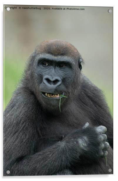 Lovable Gorilla Rascal Lope Acrylic by rawshutterbug 