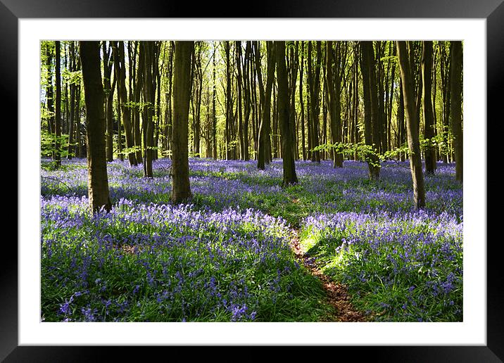 Bluebell Trail Framed Mounted Print by Donna Collett