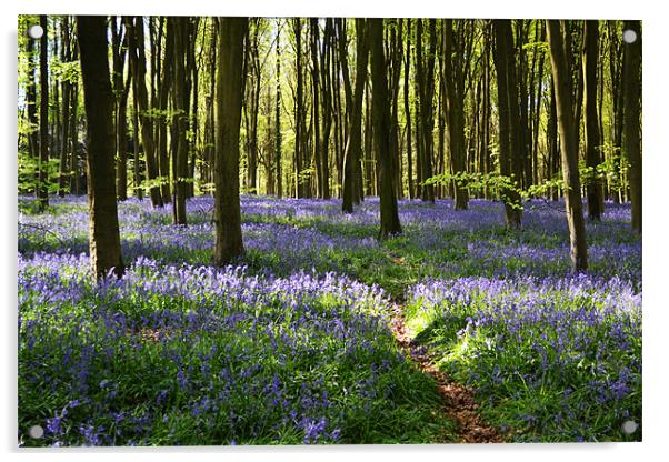 Bluebell Trail Acrylic by Donna Collett