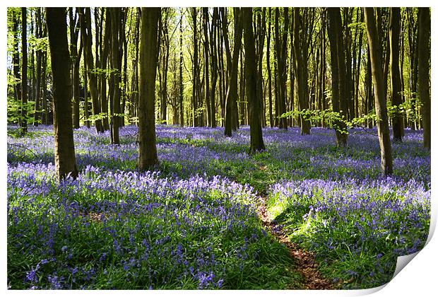Bluebell Trail Print by Donna Collett
