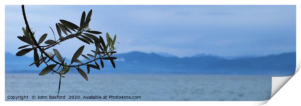 Olive tree on Lake Garda Print by John Basford