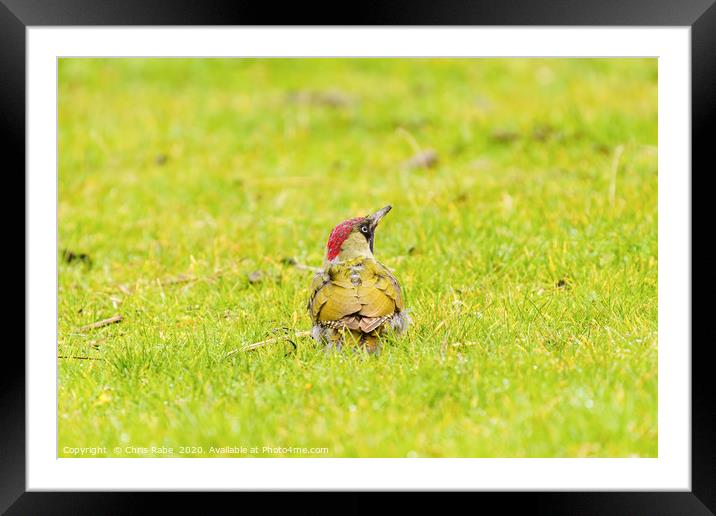 Green Woodpecker Framed Mounted Print by Chris Rabe