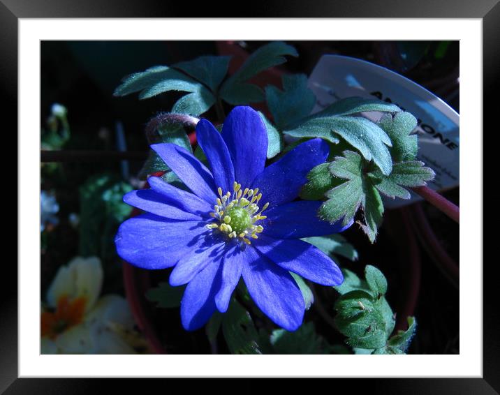 Windflower Blue Framed Mounted Print by Heather Goodwin